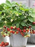 Photo 100+ Wild Strawberry Strawberries Seeds Fragaria Vesca Edible Garden Fruit Heirloom Non-GMO, best price $6.99, bestseller 2024