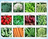 Photo Premium Winter Vegetable Seeds Collection Organic Non-GMO Heirloom Seeds 12 Varieties: Radish, Pea, Broccoli, Beet, Carrot, Cauliflower, Green Bean, Kale, Arugula, Cabbage, Asparagus, Brussel Sprout, best price $15.95 ($1.33 / Count), bestseller 2024