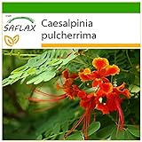 Foto SAFLAX - Pequeño flamboyan - 10 semillas - Con sustrato estéril para cultivo - Caesalpinia pulcherrima, mejor precio 4,45 €, éxito de ventas 2024