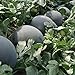 30Pcs Black Diamond Watermelon Seeds Non GMO Seeds Fruit Seed ,for Growing Seeds in The Garden or Home Vegetable Garden new 2022