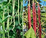 Photo 60 Heirloom Red&Green Long Bean Seeds - Long Asparagus Bean Noodle Pole Bean Garden Vegetable Seeds - Green and Red Fresh Chinese Vegetable Seeds for Planting Outside or Yard, best price $7.99, bestseller 2024