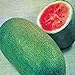 Watermelon, Charleston Grey, Heirloom,100 Seeds, Large new 2024