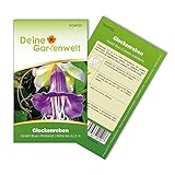 Foto Glockenreben Violett Blue Samen - Cobaea scandens - Glockenrebensamen - Blumensamen - Saatgut für 8 Pflanzen, bester Preis 2,19 € (0,27 € / stück), Bestseller 2024