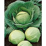 Photo David's Garden Seeds Cabbage Dutch Early Round 2358 (Green) 50 Non-GMO, Heirloom Seeds, best price $3.95, bestseller 2024