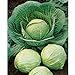 David's Garden Seeds Cabbage Dutch Early Round 2358 (Green) 50 Non-GMO, Heirloom Seeds new 2024