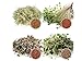 1 kg BIO Keimsprossen Mischung -4 Sorten Mix- Keimsaat 4 x 250 g Samen für die Sprossenanzucht Alfalfa, Kresse, Radies, Salatrauke Sprossen Microgreen Mikrogrün neu 2023