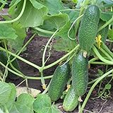 Photo 200+ Cucumber Seeds for Planting, Non-GMO, Premium Heirloom Seeds, best price $10.99 ($0.05 / Count), bestseller 2024