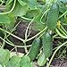 200+ Cucumber Seeds for Planting, Non-GMO, Premium Heirloom Seeds new 2024