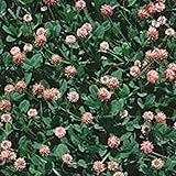 Photo Strawberry Clover - 1 LB ~270,000 Seeds - Hay, Silage, Green Manure or Farm & Garden Cover Crops - Attracts Pollinators, best price $20.18 ($1.26 / Ounce), bestseller 2024