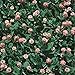 Strawberry Clover - 1 LB ~270,000 Seeds - Hay, Silage, Green Manure or Farm & Garden Cover Crops - Attracts Pollinators new 2024