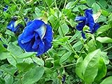 Photo 30 Seeds Thai Butterfly Pea Seeds, best price $15.00 ($0.50 / Count), bestseller 2024