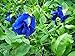 30 Seeds Thai Butterfly Pea Seeds new 2024