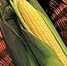 TomorrowSeeds - Kandy Korn Yellow Sweet Corn Seeds - 90+ Count Packet - Red Purple Husk EH Hybrid Untreated Golden Early Harvest Non GMO new 2024