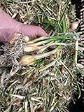 Photo Onion Bulbs for Spring Planting - Walla Walla Onion Sets of 30 Pcs Yellow Onion Bulbs for Planting 2022 - Sweet Onion Plants for Spring Onion Seeds - Organic Onion Bulbs for Planting Harvest in 90 Day, best price $15.98 ($0.53 / Count), bestseller 2024
