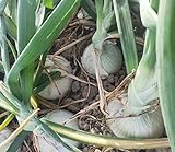 Photo Vidalia Sweet Onion Seeds 120+ Pieces Non-GMO 110/170 Days Spring/Fall Garden, best price $8.00 ($0.07 / Count), bestseller 2024