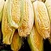 Sugar Buns Sweet Yellow Corn, 75 Heirloom Seeds Per Packet, (Isla's Garden Seeds), 90% Germination Rates, Non GMO Seeds, Botanical Name: Zea mays new 2024