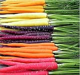 Photo MySeeds.Co Big Pack - (3,500+) Rainbow Mix Carrot Seeds - Atomic Red, Bambino Orange, Cosmic Purple, Lunar White and Solar Yellow Seeds (Big Pack - Carrot Rainbow Mix), best price $9.99 ($0.02 / Count), bestseller 2024