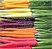 MySeeds.Co Big Pack - (3,500+) Rainbow Mix Carrot Seeds - Atomic Red, Bambino Orange, Cosmic Purple, Lunar White and Solar Yellow Seeds (Big Pack - Carrot Rainbow Mix) new 2024
