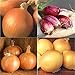 David's Garden Seeds Collection Set Onion Long-Day 9332 (Multi) 4 Varieties 800 Non-GMO, Open Pollinated Seeds new 2024