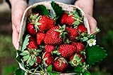 Photo Albion Everbearing Strawberry Bare Roots Plants, 25 per Pack, Hardy Plants Non GMO…, best price $15.99 ($0.64 / Count), bestseller 2024