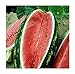 David's Garden Seeds Fruit Watermelon Allsweet 1429 (Red) 50 Non-GMO, Heirloom Seeds new 2022