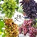 Blumensamen Pflanzensamen 100Pcs/Bag Traubenkerne starke Vitalität natürliche umweltfreundliche Georgic Grape Fruit Seeds für Obstgarten - Traubenkerne neu 2024