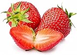 Photo Strawberry Seeds for Planting in Your Indoor or Outdoor Garden: Non-GMO,Non-Hybrid,Heirloom and Organic (100PCS), best price $9.95, bestseller 2024