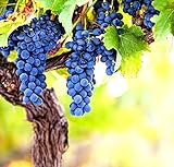 Photo Wine Grape Vine Seeds for Planting - 100+ Seeds - Ships from Iowa, USA, best price $9.09 ($0.09 / Count), bestseller 2024
