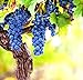 Wine Grape Vine Seeds for Planting - 100+ Seeds - Ships from Iowa, USA new 2022