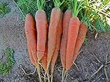 Photo Bulk Organic Carrot Seeds Scarlet Nantes (1/2 Lb), best price $14.95, bestseller 2024