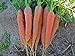 Bulk Organic Carrot Seeds Scarlet Nantes (1/2 Lb) new 2024