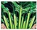 Semillas de acelga verde de corte liso - verduras - beta vulgaris - 750 semillas aproximadamente - las mejores semillas de plantas - flores - frutas raras - remolachas verdes lisas - idea de regalo nuevo 2024