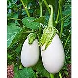 Photo Cloud Nine Hybrid Eggplant Seeds (30+ Seed Package), best price $4.19, bestseller 2024