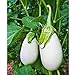 Cloud Nine Hybrid Eggplant Seeds (30+ Seed Package) new 2023