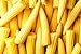 Japanese Baby Corn Seeds for Planting - 20 Seeds - Great on Salads or as Garnish new 2024