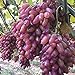 C-LARSS 50 Stück Seltene Finger Traubenkerne, Advanced Fruit Natural Growth Delicious Balkon neu 2024