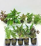 Foto 10 Töpfe Aquarienpflanzen Set Wasserpflanzen ideal für den Anfänger, bester Preis 31,00 € (3,10 € / stück), Bestseller 2024