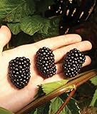 Photo 5 PrimeArk Freedom Thornless BlackBerry Plants, best price $45.49, bestseller 2024