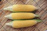 Photo Sugar Buns Hybrid Corn Seeds, best price $5.99, bestseller 2024