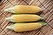 Sugar Buns Hybrid Corn Seeds new 2024