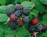 Photo 2 Jewel - Black Raspberry Plant - Everbearing - All Natural Grown - Ready for Fall Planting, best price $29.95, bestseller 2024