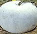 Big Pack - (100) Winter Melon Round, Wax Gourd Seeds - Tong Qwa - Used in Asian Soup Dishes - Non-GMO Seeds by MySeeds.Co (Big Pack - Wax Gourd) new 2024