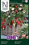 Foto Nelson Garden 1933, Erdbeere, Rainbow Treasure F1, Samen (Erdbeere, Einzelpackung), bester Preis 4,95 €, Bestseller 2024