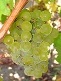 Photo Vitis vinifera Chardonnay WINE GRAPE Seeds!, best price $12.20, bestseller 2024