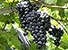 HeirloomSupplySuccess TM 25 Heirloom Purple Concord Grape Seeds new 2022