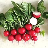Photo 500+ Radish Seeds- Cherry Belle Radish, best price $4.39, bestseller 2024