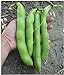 David's Garden Seeds Bean Fava Vroma 1715 (Green) 25 Non-GMO, Open Pollinated Seeds new 2024