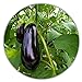 Aubergine - ca.50 Samen - Solanum melongena - guter Ertrag - Resistente Sorte neu 2023