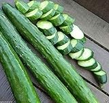 Photo Japanese Long Burpless Cucumber Seeds - Sooyow Nishiki Green Non-GMO (25 - Seeds), best price $4.49, bestseller 2024