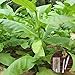 clifcragrocl Semillas orgánicas Virginia Tabaco Heirloom - Semillas de plantas frescas - Fácil de cultivar nuevo 2024